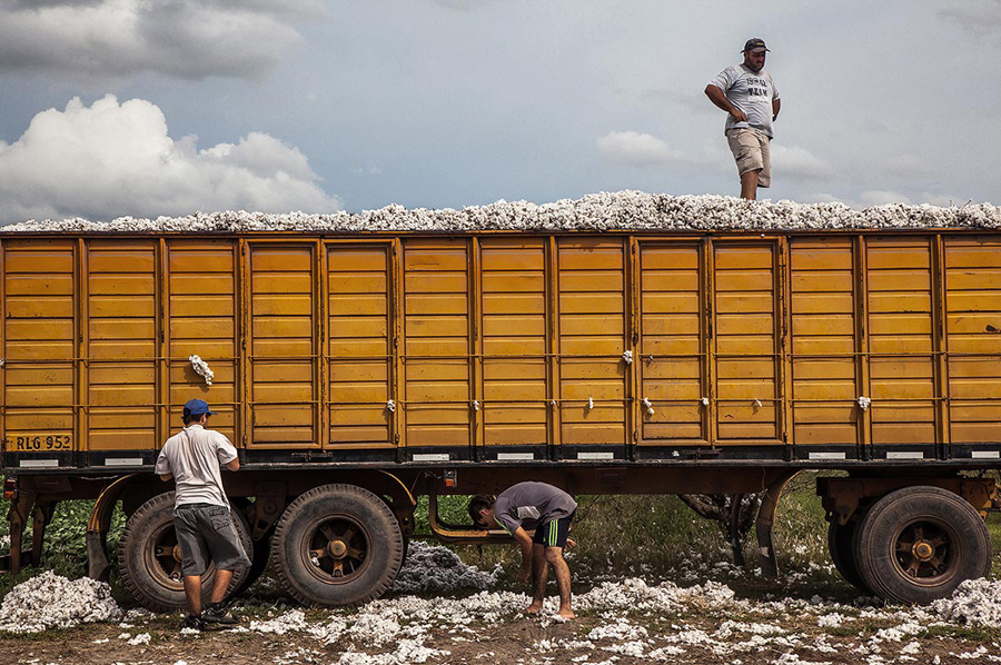 Cosecha de algodón en Avellaneda, Santa Fe - Fotografía de Maria Zorzon